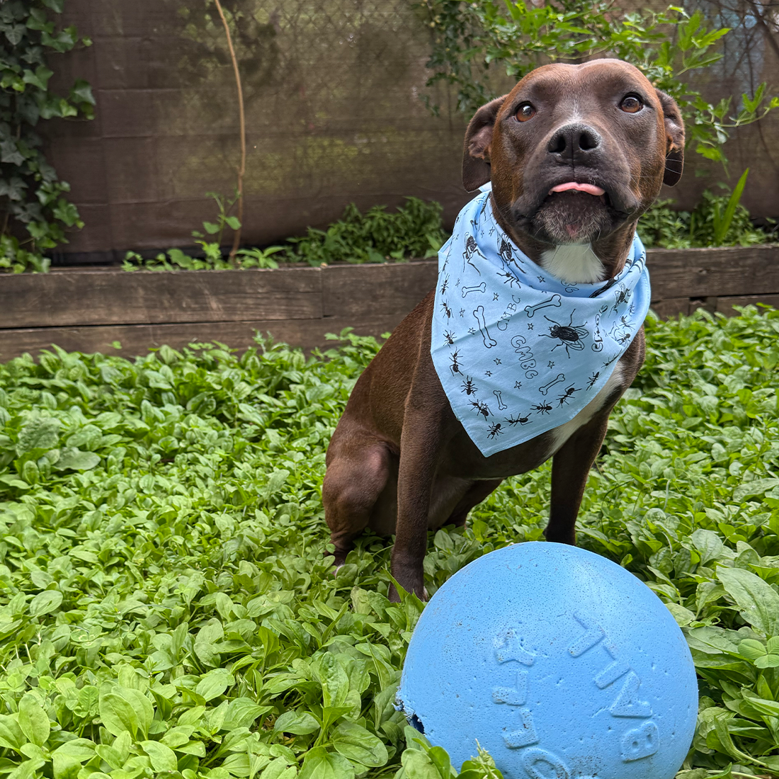 The Bug Brain Bandana